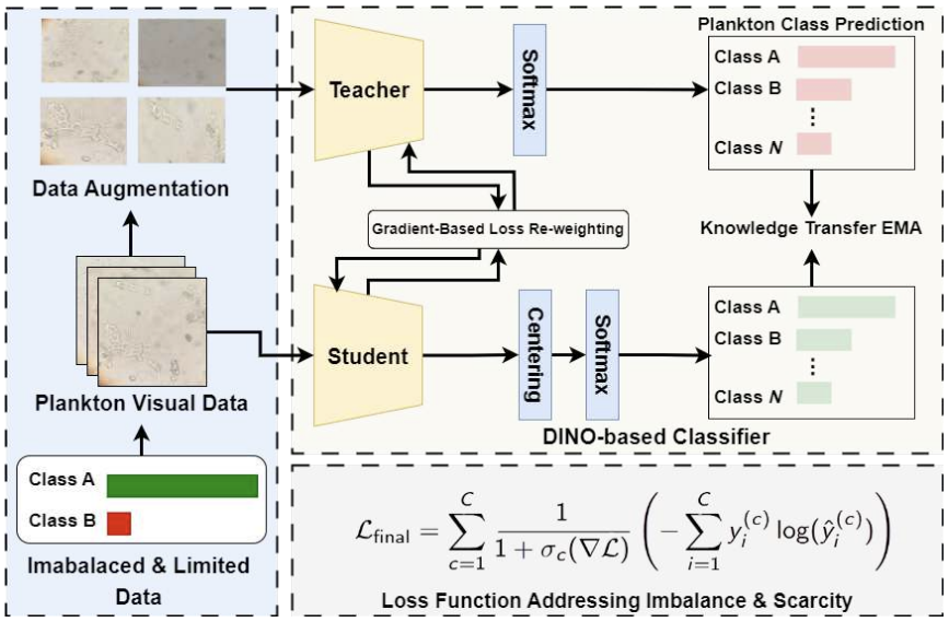 Thumbnail for Self-Supervised Plankton Classification via DINO and Gradient-Based Loss Re-weighting